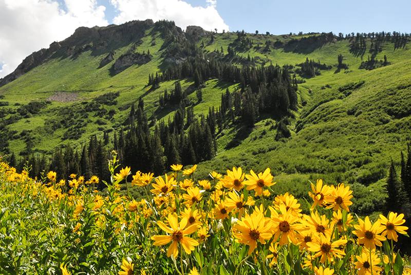 Wildflower Festival  – July 29, 30 & 31