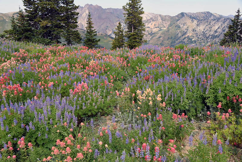 Wildflowers are Everywhere!