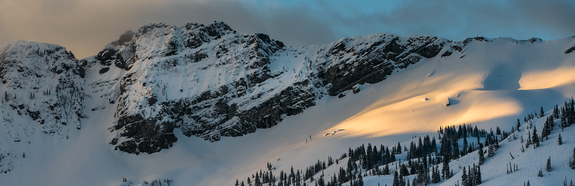 Moose at Alta